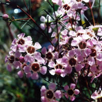 Large image of plant
